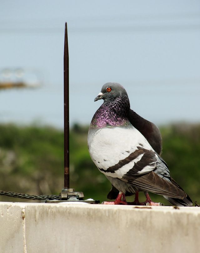 Bird Spike Installation Service