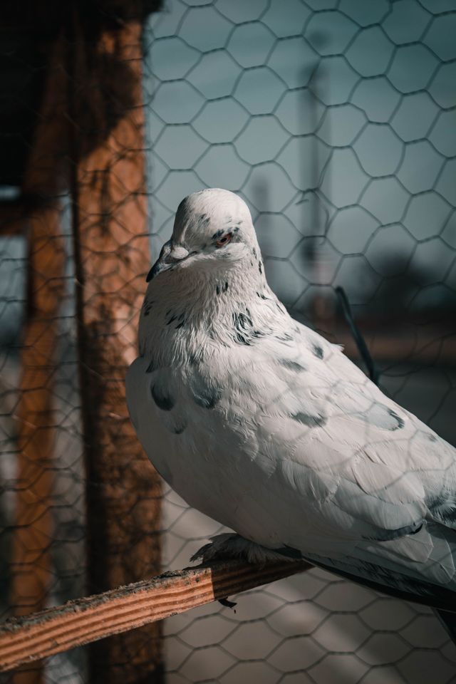 Pigeon netting