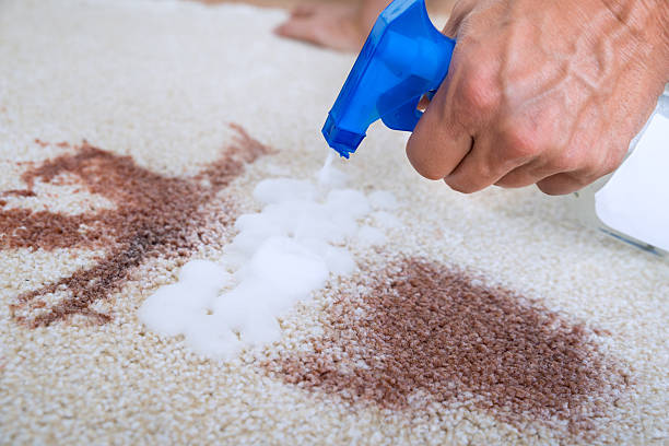 a man spraying cleaning products in white carpet which have brown stains with the help of spray gun.